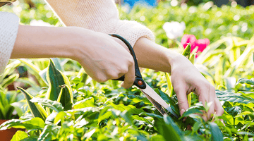 February Gardening Jobs
