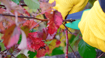 Autumn Garden Cleanup: How to Prepare for Winter