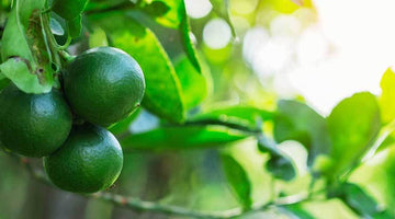 How to Grow a Lime Tree in the UK