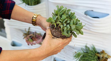 Make Your Own Vertical Herb Garden