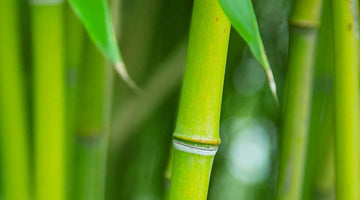 How to Grow Bamboo (Without It Taking Over Your Garden)