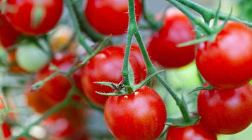 How to Tie Up Tomato Plants