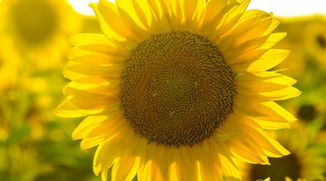 How to Grow Big, Tall Sunflowers