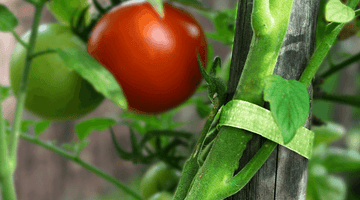 How to Grow Tomatoes in Containers