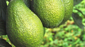 How to Grow an Avocado Tree from Seed