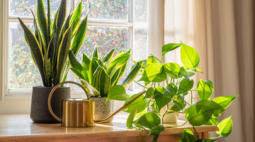 The Complete Guide to Houseplants for Beginners – Easy Care & Growing Tips