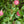 Ties - VELCRO® Brand ONE-WRAP® Garden Ties Pack Of 6